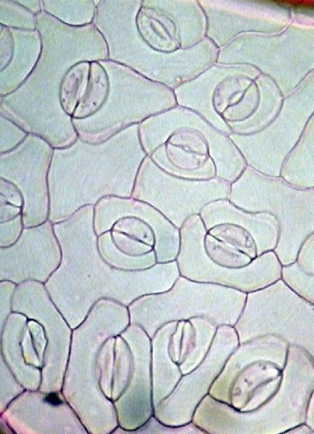 stomata by biophotos